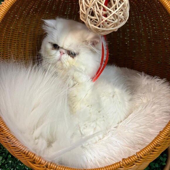 Egg Chair for small pet - Picture 3 of 6